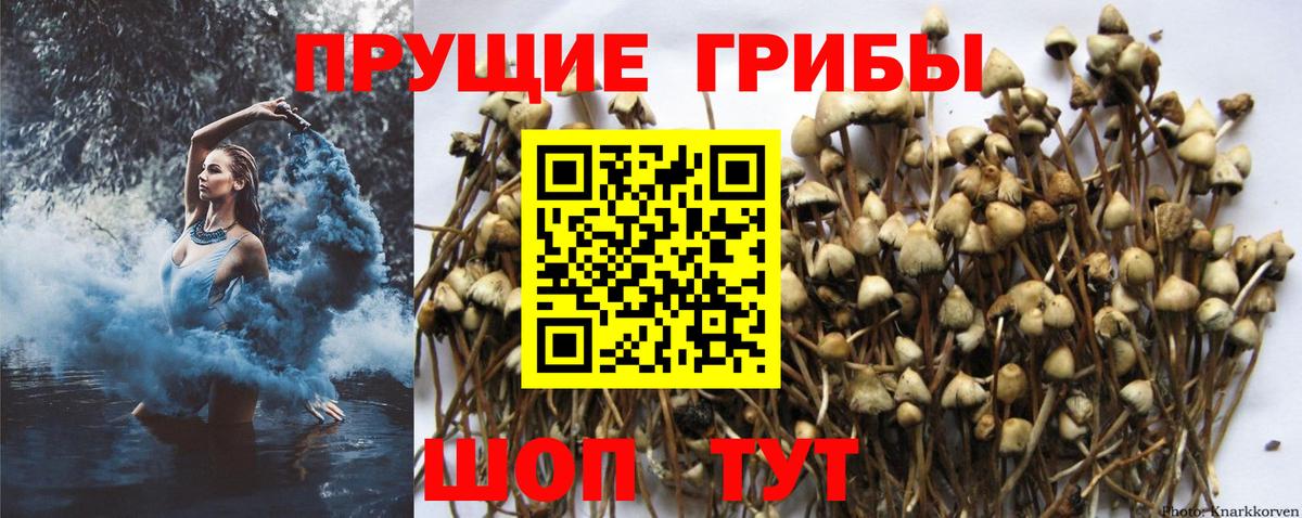 Курчалой  Галлюциногенные грибы Psilocybe  Вход с VPN 